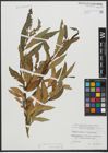Foto von Salix triandra L. x Salix viminalis L.